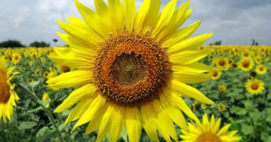 Slunečnice - květina indiánů