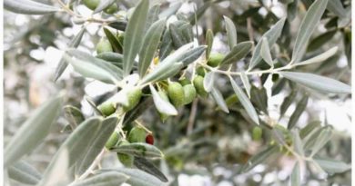 Božský olivovník a posvátný olej