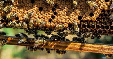 Slunovrat, vznešená tajemství včel a mystika