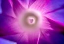 Purpurová je barvou „hvězdy duše“, je symbolem proměny a posvátnosti života