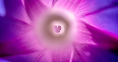Purpurová je barvou „hvězdy duše“, je symbolem proměny a posvátnosti života