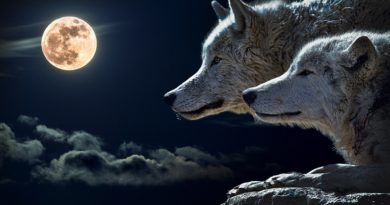 Proč vlci vyjí na Měsíc v úplňku?