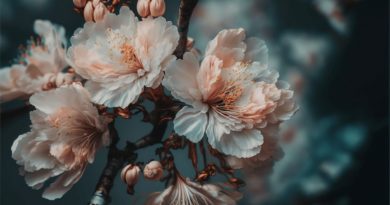 Třešňové květy- hvězdičky lásky pro zamilované