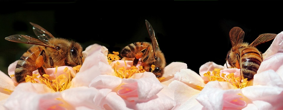 20. květen - Světový den včel. Včelí roj symbolizuje hvězdné galaxie