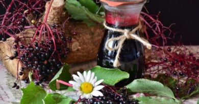 Posvátná síla bezového keře, bezinkový likér a lahodný sirup