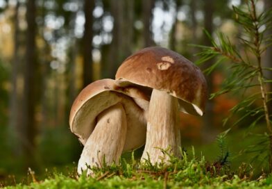 Podzimní houbaření – ticho lesa, zpomalení kroku, vnímání přítomnosti